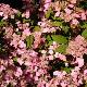 Hortensia � fleurs plates Mont-aso