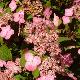 Hortensia � fleurs plates Mont-aso