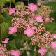 Hortensia � fleurs plates Mont-aso