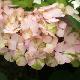 Hortensia Preziosa