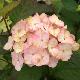 Hortensia Preziosa