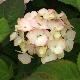 Hortensia Preziosa