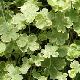 Hydrocotyle panach�
