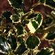 Houx Argent� Marginata