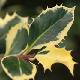 Houx Argent� Marginata