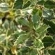 Houx Argent� Marginata