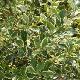 Houx Argent� Marginata