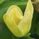 Magnolia � fleurs jaunes