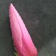 Magnolia caerhays surprise