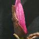 Magnolia caerhays surprise