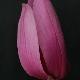 Magnolia caerhays surprise