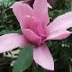 Magnolia caerhays surprise