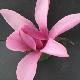 Magnolia caerhays surprise