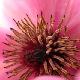 Magnolia caerhays surprise