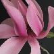 Magnolia caerhays surprise
