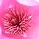 Magnolia Charles Raffill