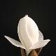 Magnolia denudata
