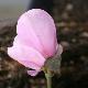 Magnolia Festirose