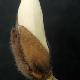 Magnolia denudata