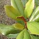 Magnolia persistant Le Nantais