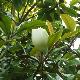 Magnolia persistant Saint Mary