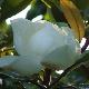 Magnolia persistant Saint Mary