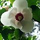 Magnolia parviflora  