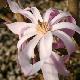 Magnolia stellata � fleurs roses