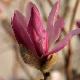 Magnolia stellata � fleurs roses