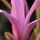 Magnolia stellata � fleurs roses