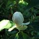 Magnolia glauca