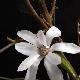 Magnolia Leonard Messel