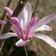 Magnolia Leonard Messel