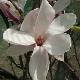 Magnolia soulangiana