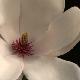 Magnolia soulangiana