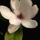 Magnolia soulangiana