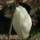 Magnolia Alba Superba