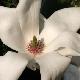 Magnolia Alba Superba
