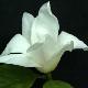 Magnolia Alba Superba