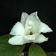Magnolia Alba Superba