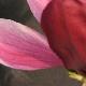 Magnolia Rustica Rubra