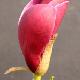 Magnolia Rustica Rubra
