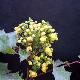 Mahonia � feuilles de houx