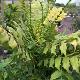 Mahonia Charity