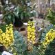 Mahonia Winter Sun