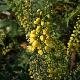 Mahonia Winter Sun