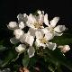 Pommier � fleurs John Downie