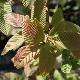 Nothofagus glauca