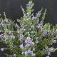 Olearia ramulosa