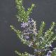 Olearia ramulosa